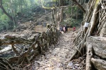 living root bridge
