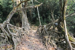 living root bridge