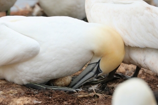 Northern Gannet with egg